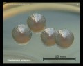 pseudomonas aeruginosa