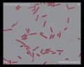 pseudomonas aeruginosa microscopy