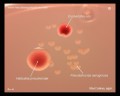 colonies of p.aeruginosa