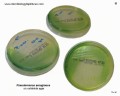 pseudomonas aeruginosa