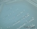 stenotrophomonas maltophilia