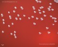 stenotrophomonas maltophilia