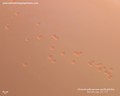 stenotrophomonas maltophilia