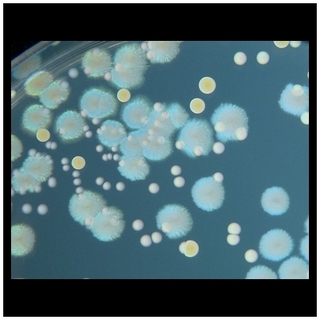 P.aeruginosa, S.aureus, E.faecalis