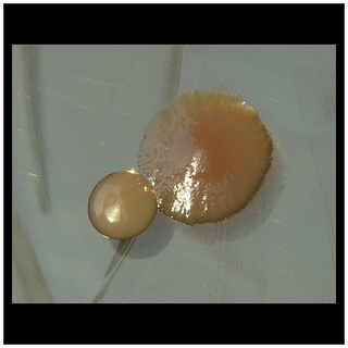 pseudomonas aeruginosa, staphylococcus colony morphology