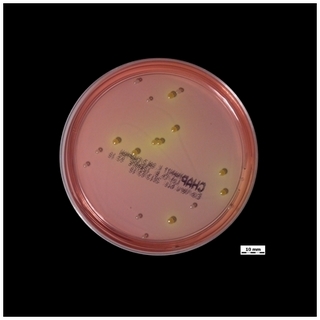 mannitol-salt agar