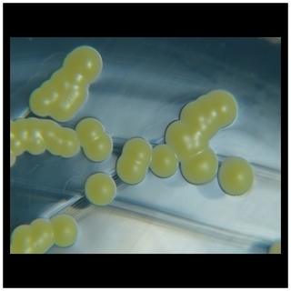 micrococcus luteus