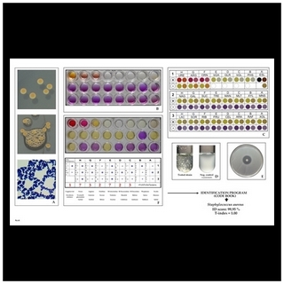 s.aureus biochemical idetntification