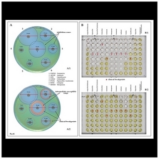 pseudomonas aeruginosa susceptibility testing