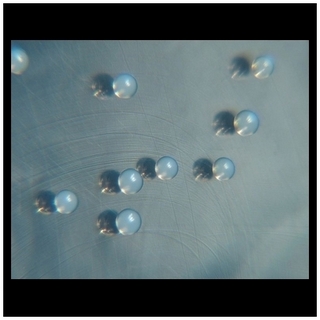 Staphylococcus epidermidis